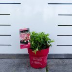 Hortenzia metlinatá (Hydrangea paniculata) ´GROUNDBREAKER® RUBY´ by LIVING CREATIONS®´ - výška 10-20 cm, kont. C3L